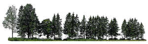 cut out sidelit group of spruces