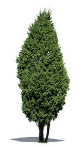 cut out common juniper