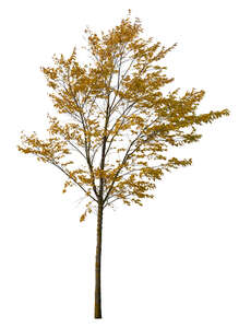 small autumn tree