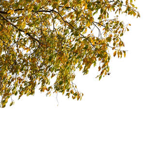 cut out branch of a tree with yellow autumn leaves