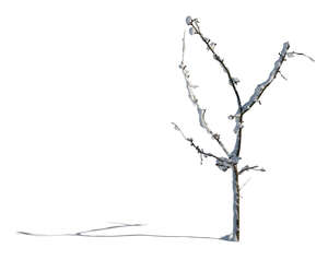 cut out small bare tree with snow in winter