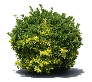 round green bush