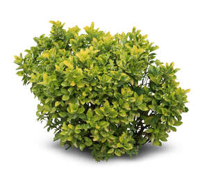 cut out small light green bush