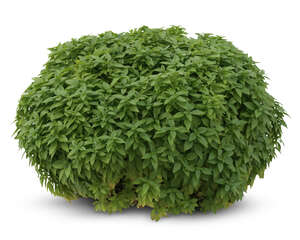 cut out round green bush