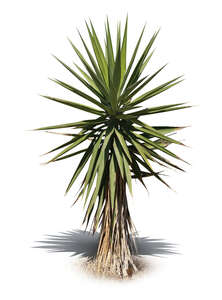 cut out small palm tree