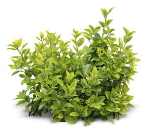 cut out small light green plant