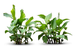 two cut out small leafy plants