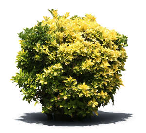cut out round bush with green and yellow leaves