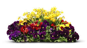 flowerbed with pansies and daffodils
