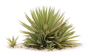 cut out small tropical plant