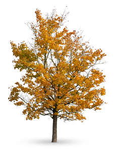 cut out maple tree in autumn with some yellow leaves