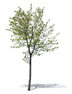 cut out small tree in spring