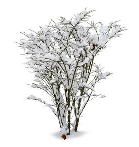 snow covered leafless bush