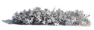cut out bush covered in snow in sunlight