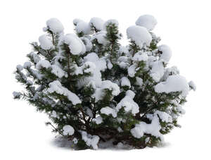 cut out evergreen bush covered with snow