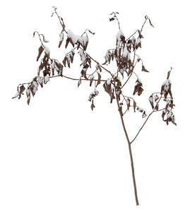 small bush with withered leaves and snow