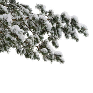 cut out branch of a pine tree covered with snow