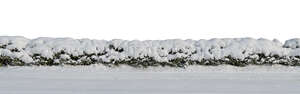 cut out spruce hedge covered with snow