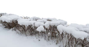 cut out hedge in winter covered with snow