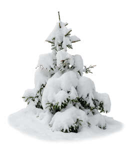 small cut out spruce covered with snow