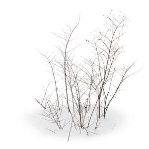 cut out leafless bush in winter