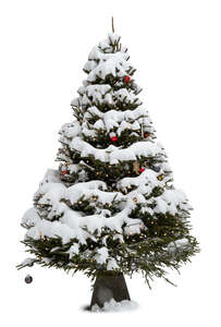 spruce in winter covered with snow and decorations like christmas tree