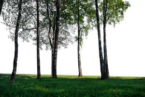 group of trees with trunks in foreground