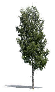 cut out betula pendula or birch