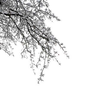 cut out snowy branch