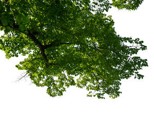 cut out branch of a deciduous tree