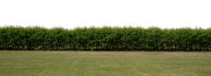 cut out deciduous hedge