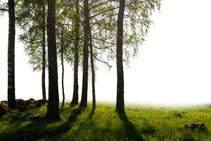 cut out backlit group of trees in the foreground