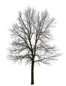 cut out bare leafless tree