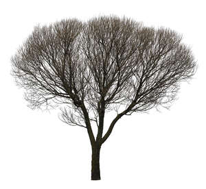 cut out bare leafless tree - VIShopper