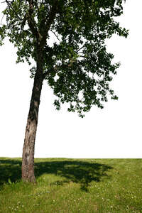 trunk and lower branches of a deciduous tree