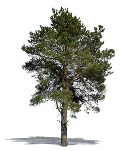 cut out pinus sylvestris