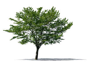 sidelit medium size tree