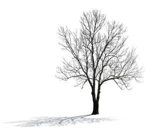 cut out backlit bare tree