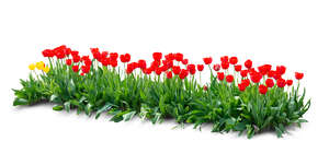 cut out flowerbed of blooming red tulips