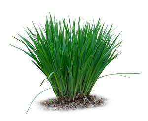 cut otu tuft of green grass