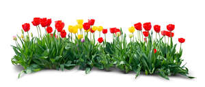 cu out flowerbed of red and yellow tulips