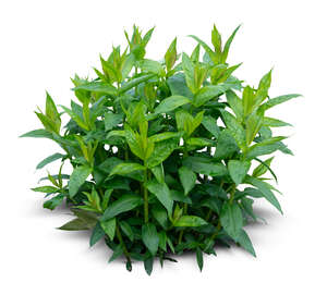 cut out small green plant