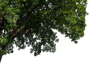 cut out branch of an oak tree