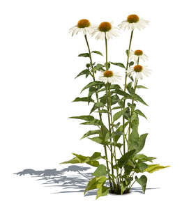 cut out blooming white coneflower from the species Echinacea