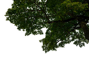 cut out branch of a maple tree