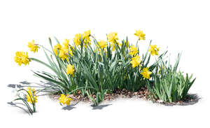 cut out flowerbed of blooming yellow daffodils