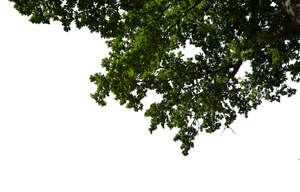 cut out branch of an oak tree