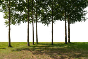 cut out backlit grove in the foreground