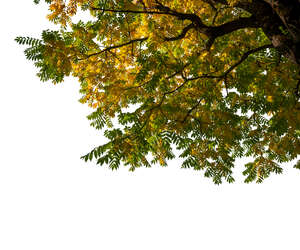 cut out branch of a staghorn sumac in autumn