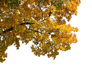 cut out branch of a maple tree with golden fall leaves